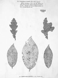 Colletotrichum trichellum image